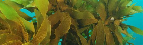 Magid Seaweed: The Key to Sustainable Aquaculture Practices